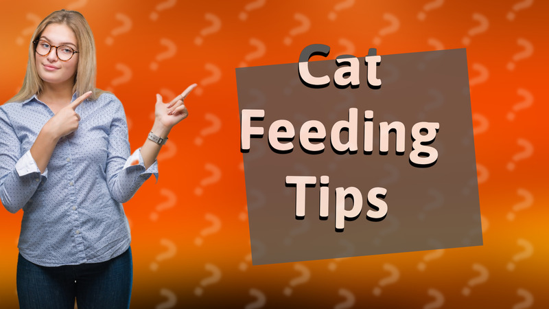 Cat Feeding Tips