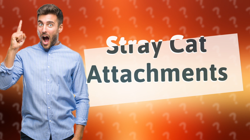 Stray Cat Attachments