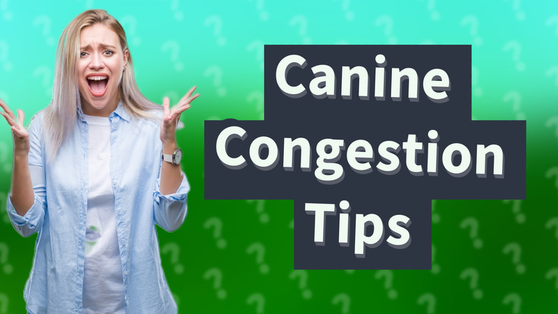 Canine Congestion Tips