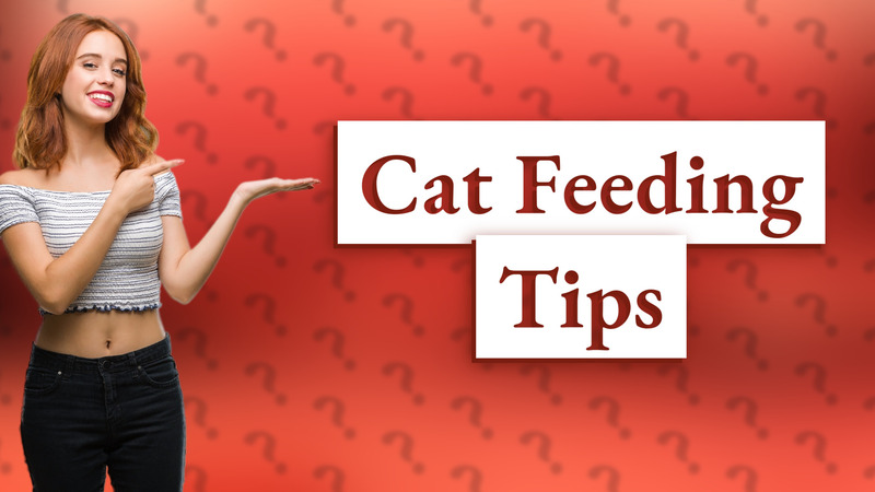Cat Feeding Tips