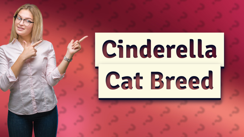 Cinderella Cat Breed