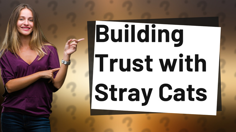 Building Trust with Stray Cats