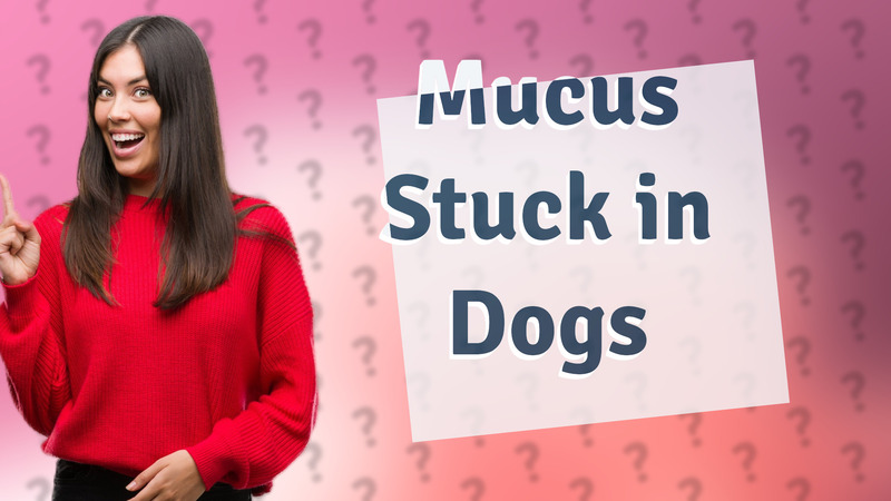 Mucus Stuck in Dogs