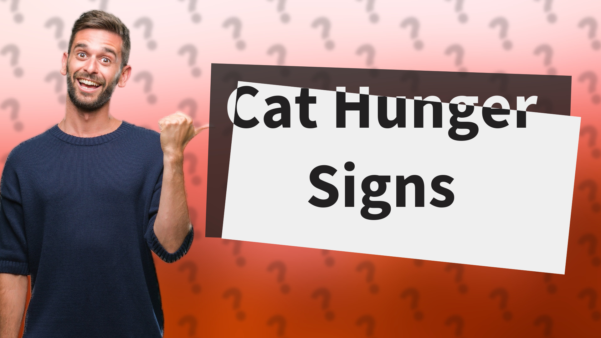 Cat Hunger Signs