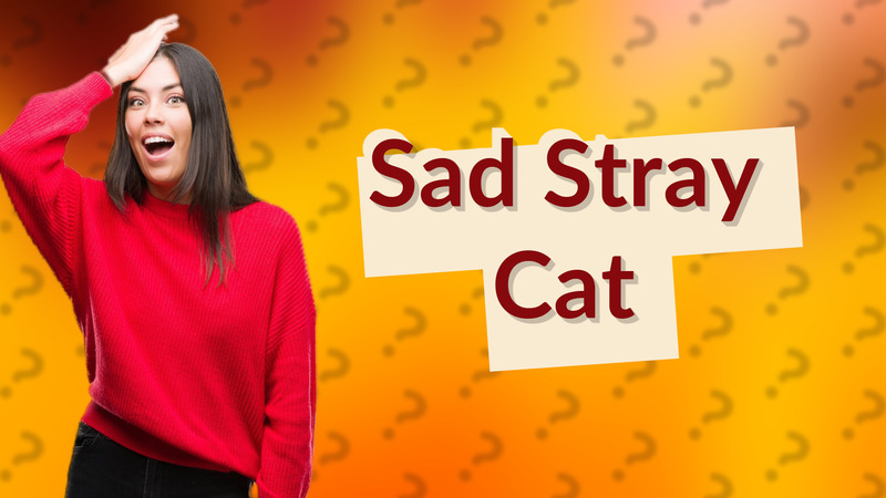 Sad Stray Cat
