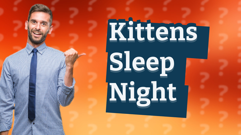 Kittens Sleep Night