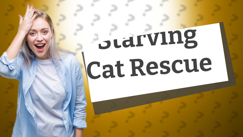Starving Cat Rescue