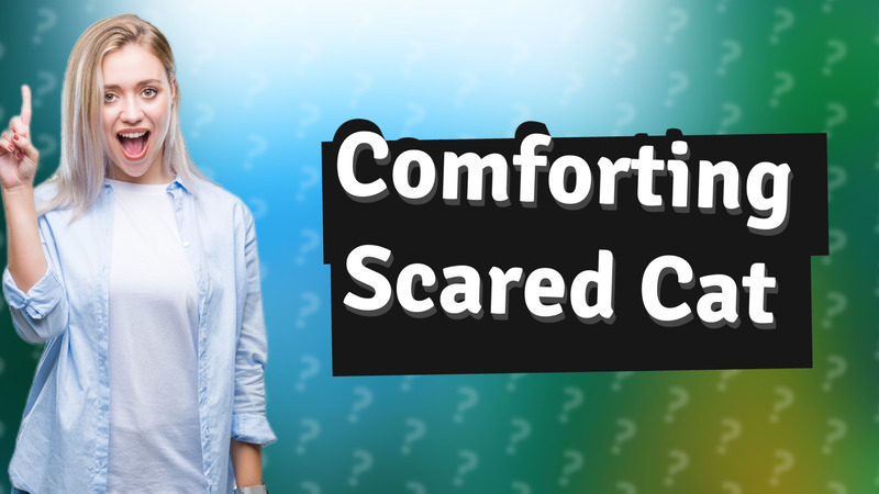 Comforting Scared Cat