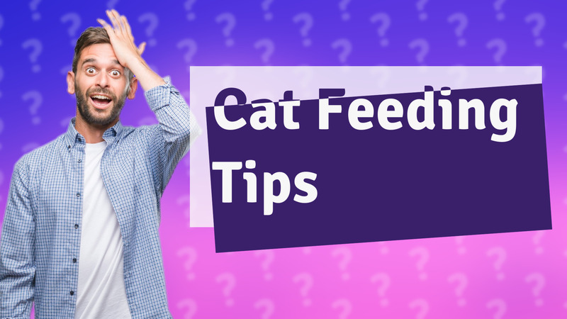 Cat Feeding Tips