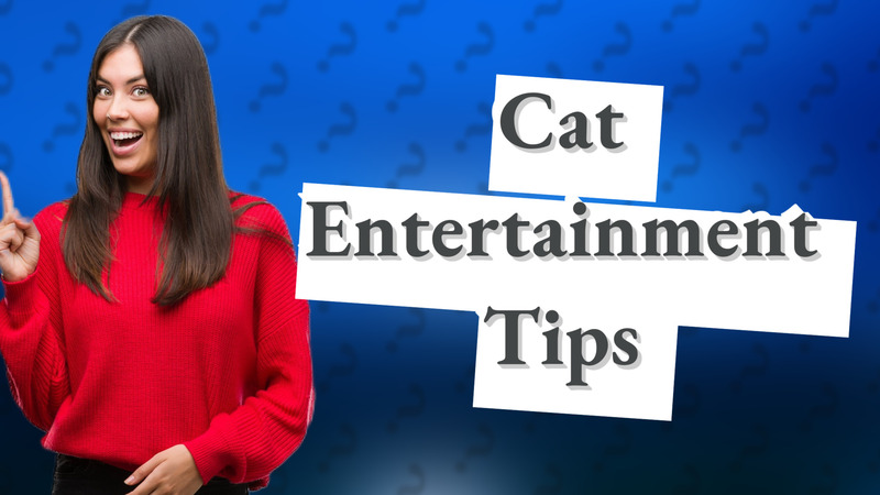 Cat Entertainment Tips