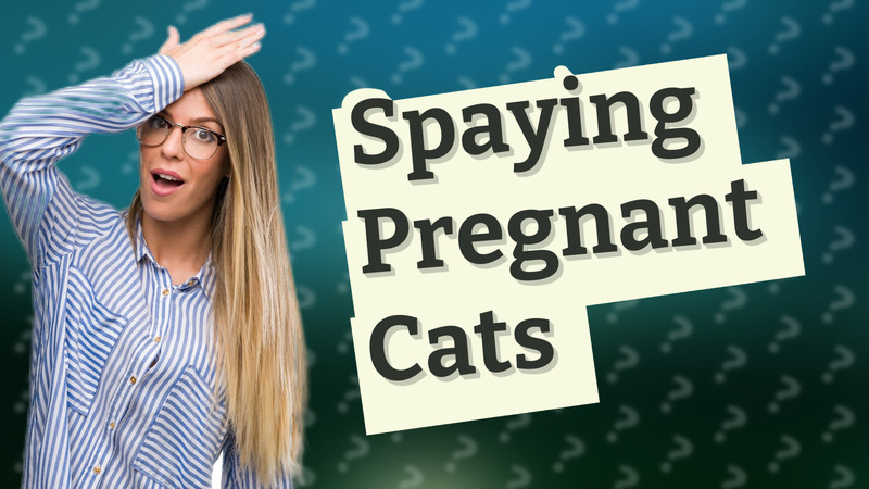 Spaying Pregnant Cats