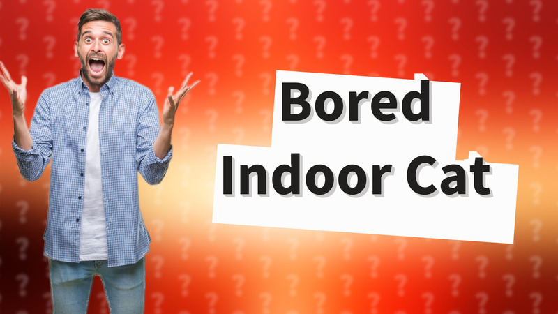 Bored Indoor Cat