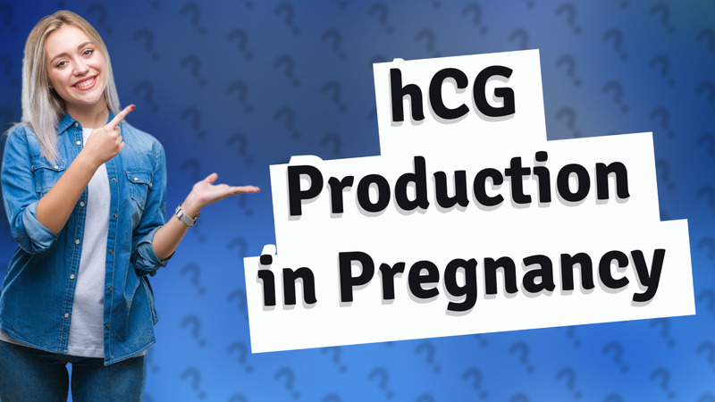 hCG Production in Pregnancy