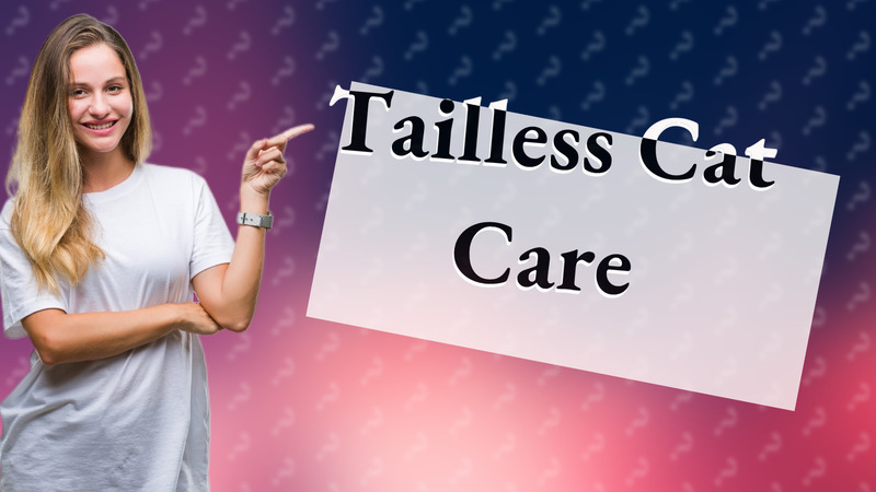 Tailless Cat Care
