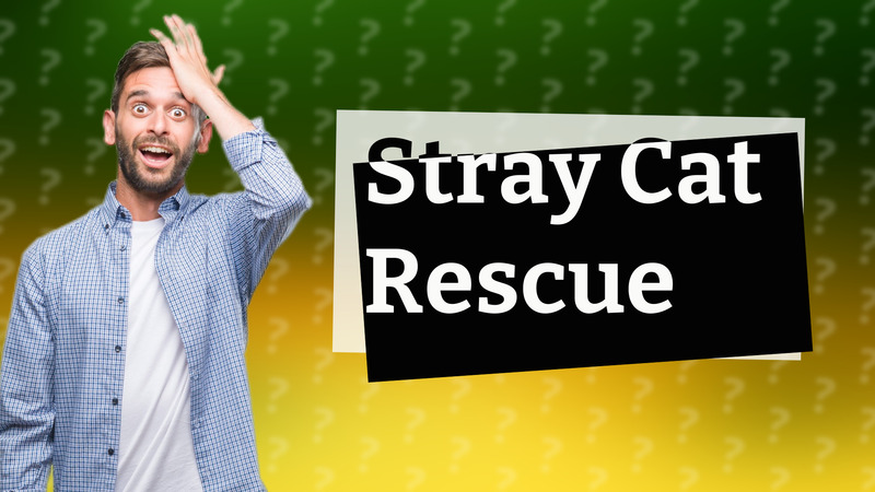 Stray Cat Rescue