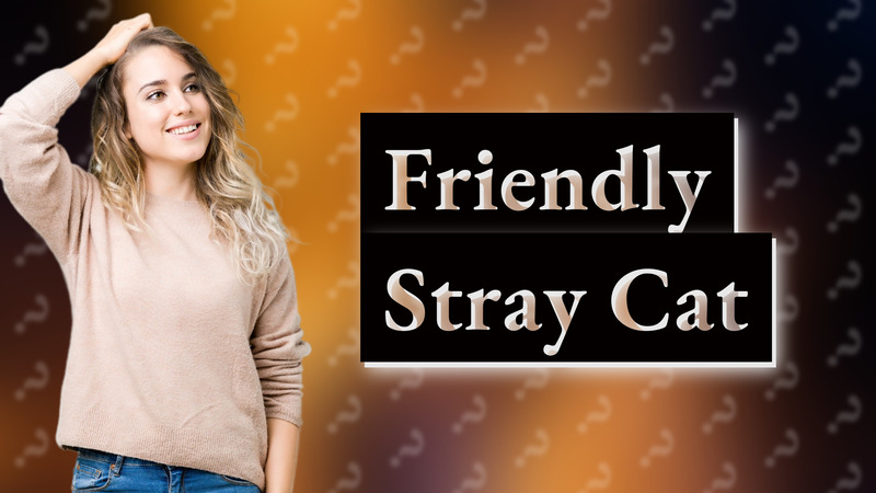 Friendly Stray Cat
