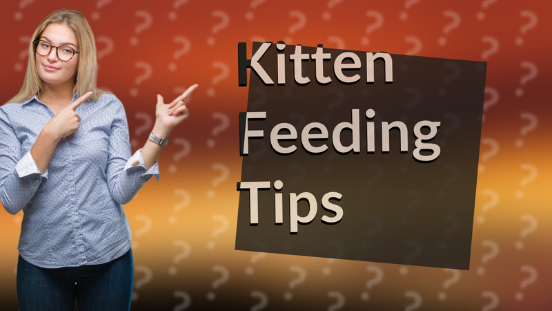 Kitten Feeding Tips