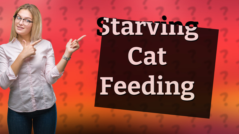 Starving Cat Feeding