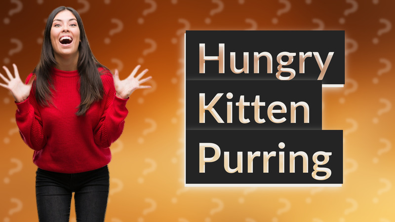 Hungry Kitten Purring