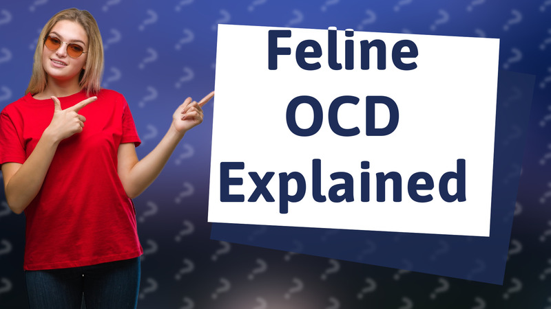 Feline OCD Explained