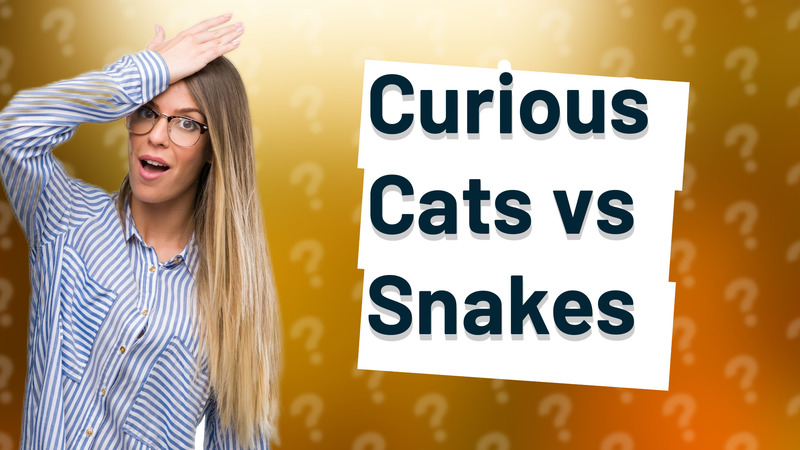 Curious Cats vs Snakes