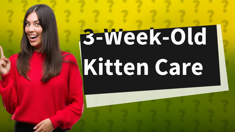 3-Week-Old Kitten Care