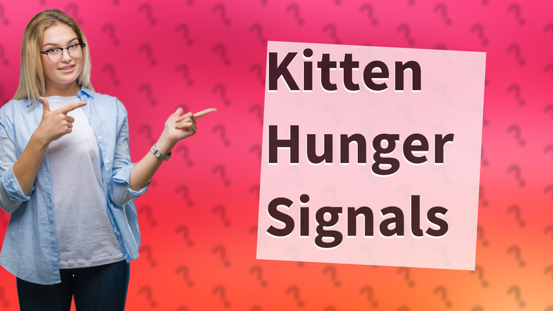 Kitten Hunger Signals