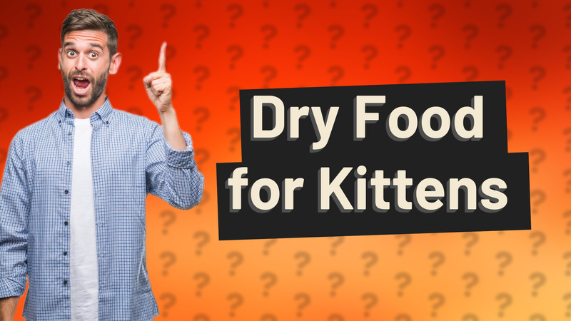 Dry Food for Kittens