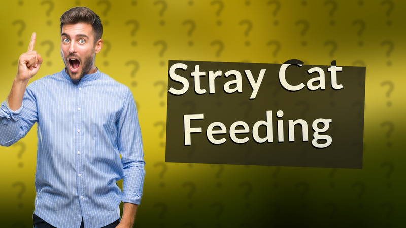 Stray Cat Feeding