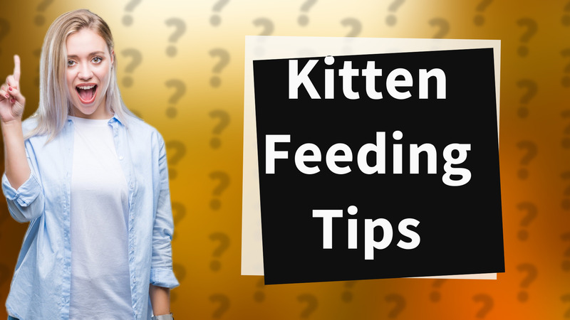 Kitten Feeding Tips