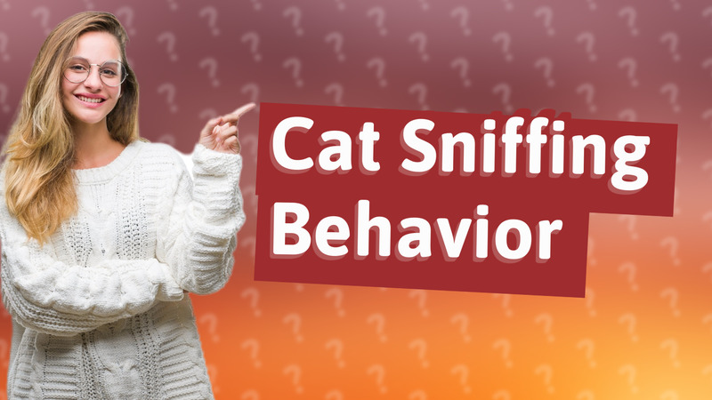 Cat Sniffing Behavior