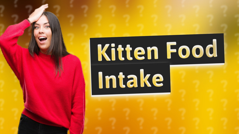 Kitten Food Intake