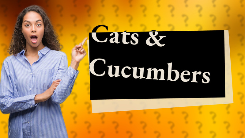 Cats & Cucumbers