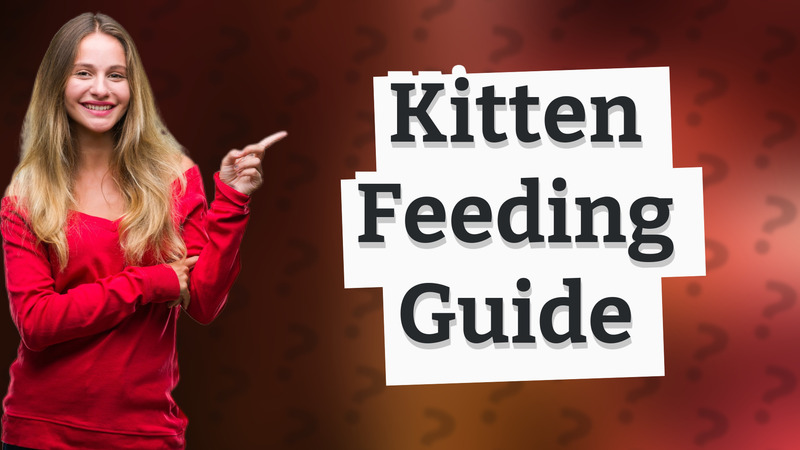 Kitten Feeding Guide