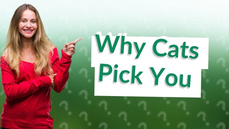 Why Cats Pick You