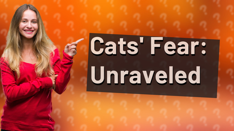 Cats' Fear: Unraveled
