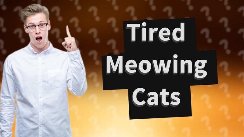 Tired Meowing Cats