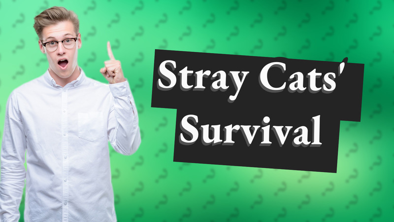 Stray Cats' Survival