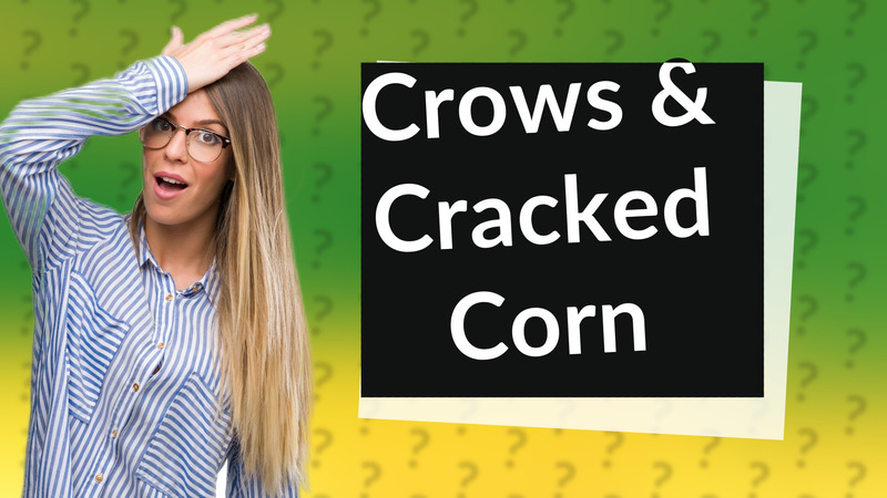 Crows & Cracked Corn
