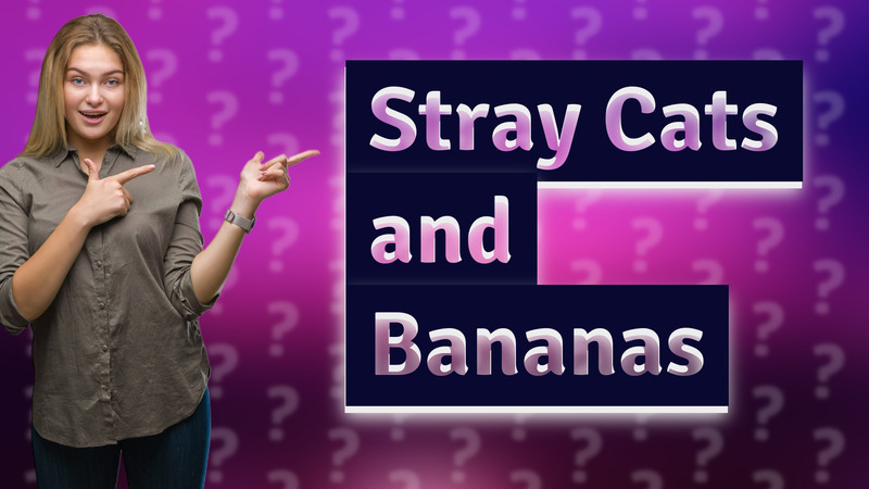 Stray Cats and Bananas