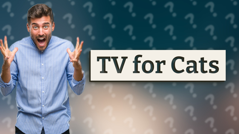 TV for Cats