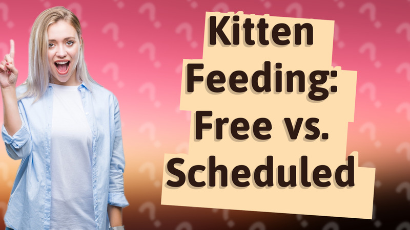 Kitten Feeding: Free vs. Scheduled