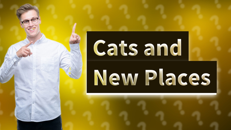 Cats and New Places