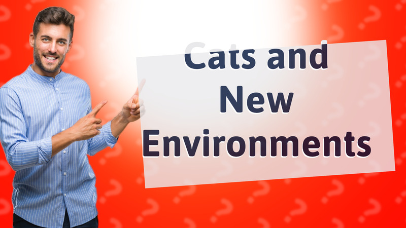 Cats and New Environments