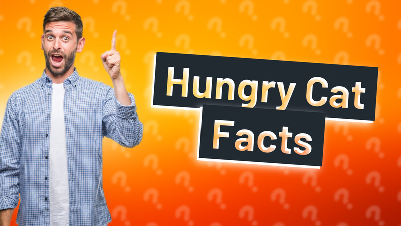 Hungry Cat Facts