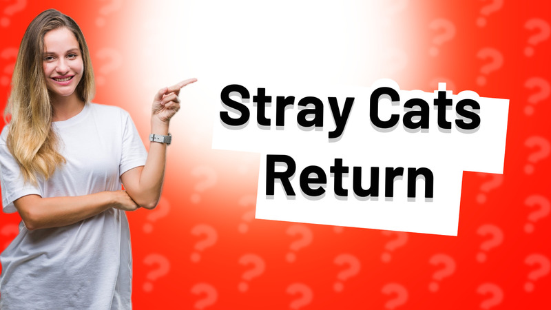 Stray Cats Return