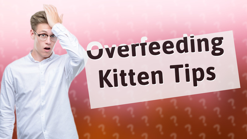 Overfeeding Kitten Tips