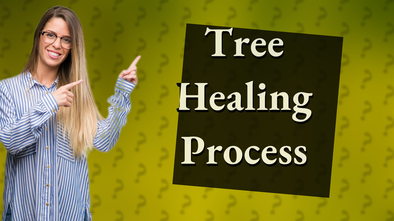 Tree Healing Process