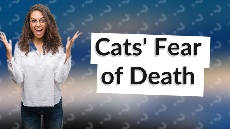 Cats' Fear of Death