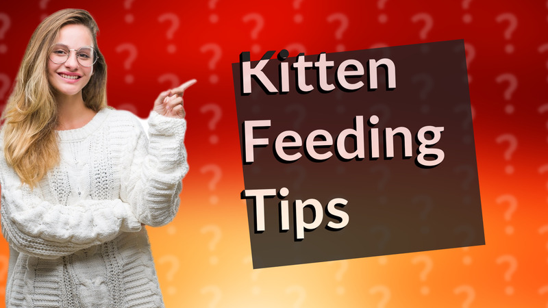 Kitten Feeding Tips